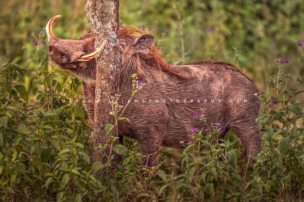 Large Warthog (Phacochoerus africanus) scratching against a tree in golden light, Tanzania jungle, horizontal image with green and purple flowers