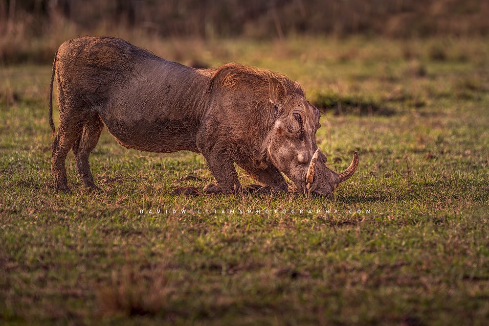 A Warthog digging for roots at sunset, Kenya, Africa