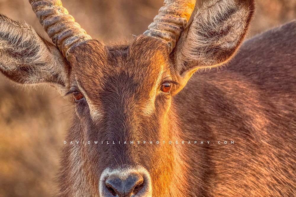 Close-up of a Waterbuck in Samburu, Kenya — captured with budget-friendly gear A close up of eyes, face and horns of a Waterbuck, Samburu, Kenya