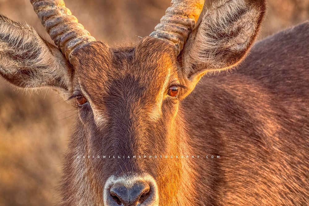 A close up of the eyes and face of a Waterbuck in golden sunlight, Samburu, Kenya