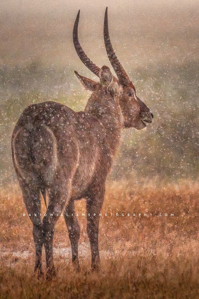 A Common Waterbuck is a summer rain storm, Kenya, Africa