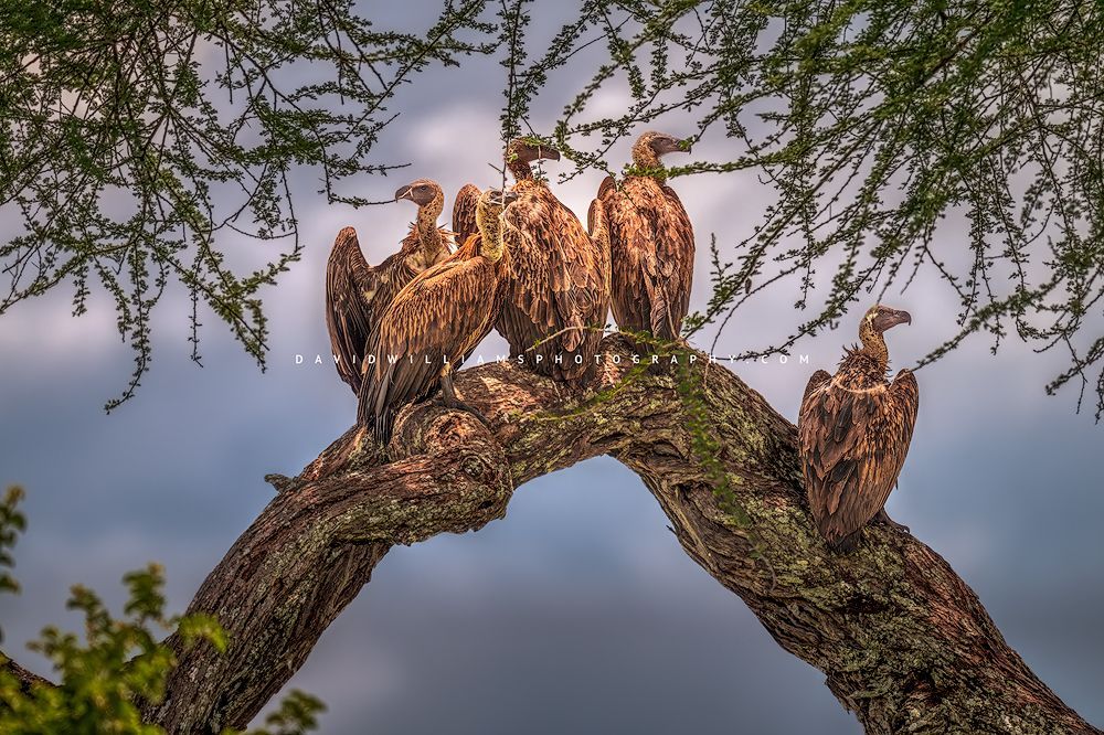 5 White-Backrd Vultures in a row, Tanzania, Africa