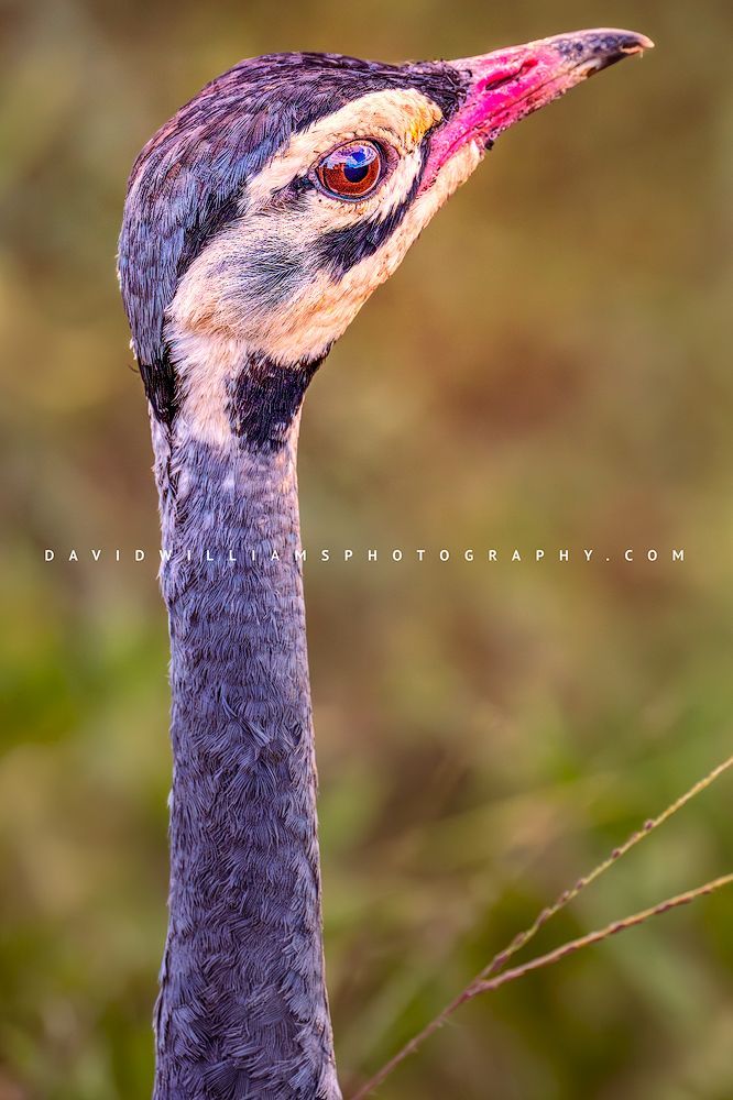 Extreme close-up of a White-bellied Bustard’s face and partial neck with direct eye contact, moving through green vegetation in Ndutu during the rainy season.