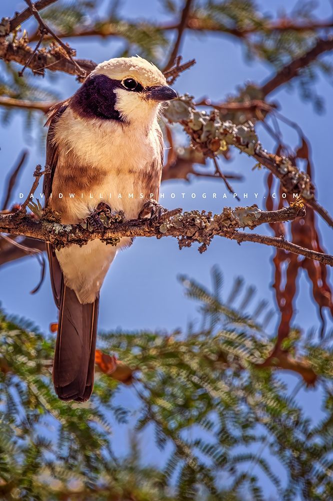 A Northern white-crowned shrike or white-rumped shrike against a blue sky, OL Pejeta, Kenya