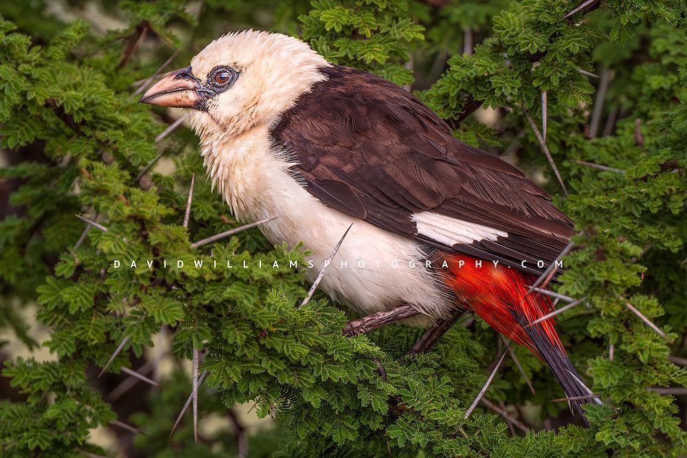 The beautiful eyes of a white headed buffalo weaver