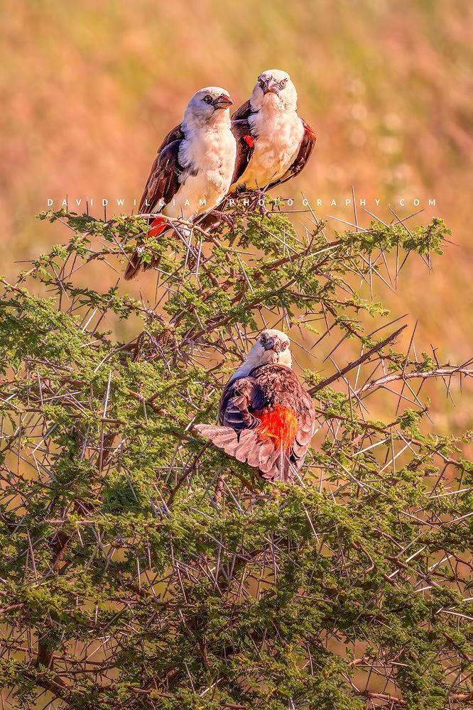 Three white-headed buffalo weavers perched in an acacia tree with eye contact in golden sunlight in the Ngorongoro Conservation Area, Tanzania, vertical