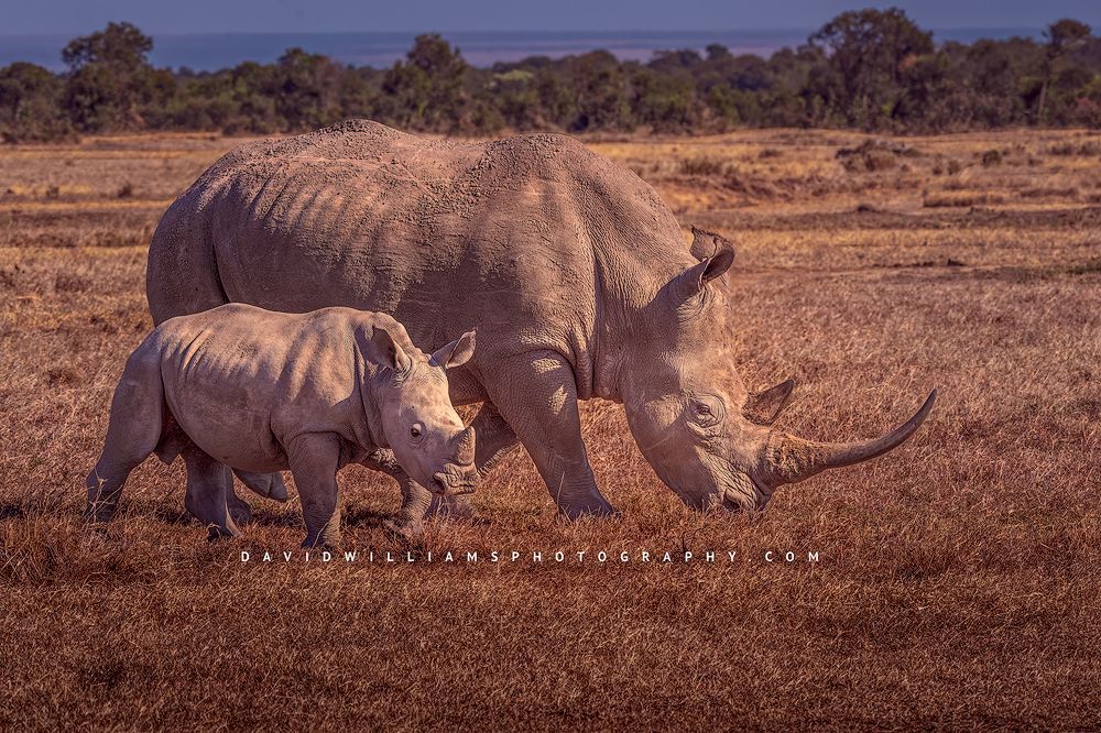 White Rhino with baby calf in golden grasses at sunset, Kenya, Africa