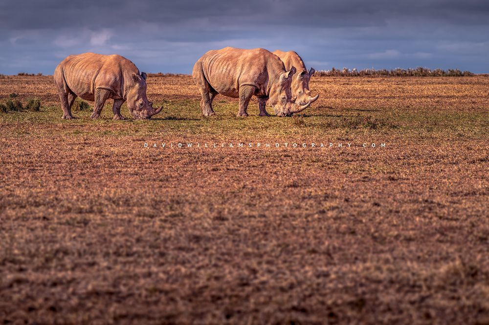 3 White Rhinos feeding in the golden grasses at sunrise, Kenya