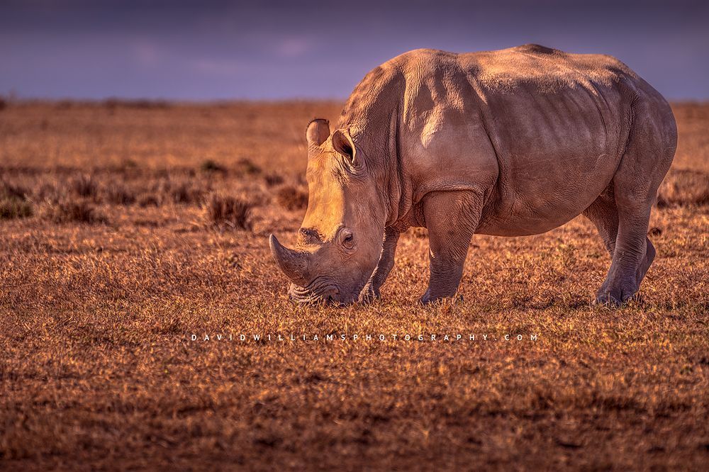 A single White Rhino grazing as the sun sets, Kenya, Africa