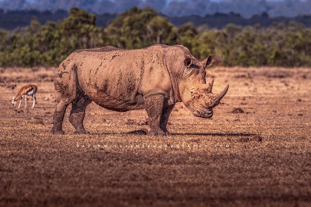 A White Rhino completely covered in dried mud at sunrise, Kenya Africa