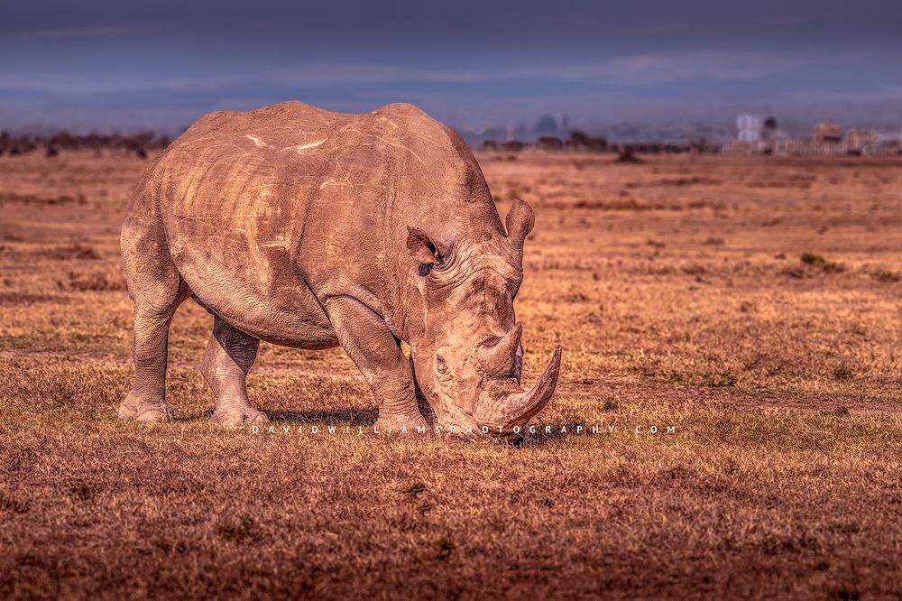 An adult Rhino grazing in golden grasses, Kenya Africa