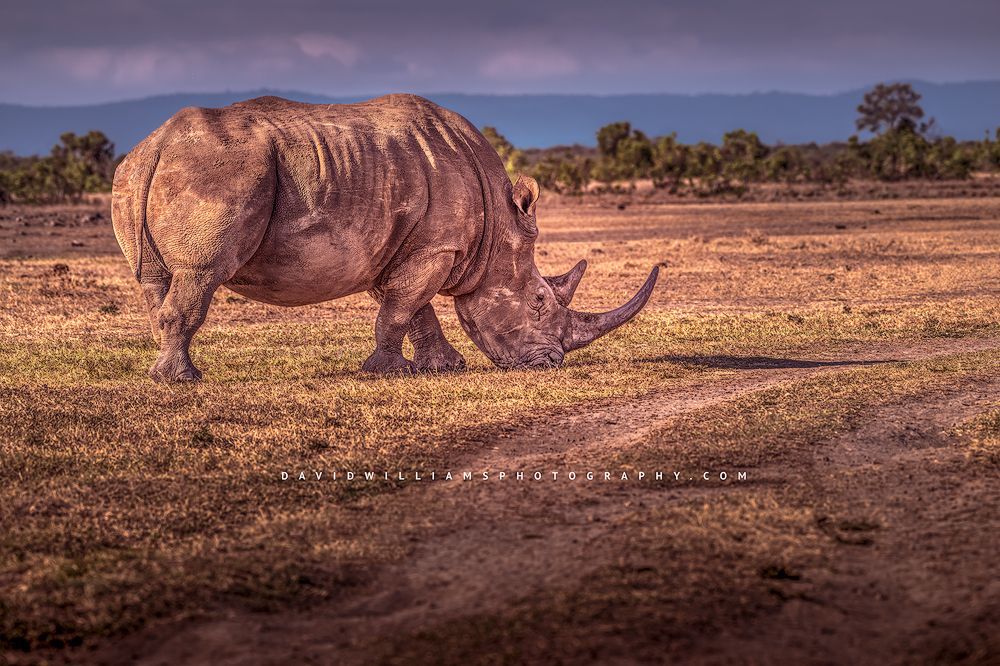 An adult Rhino feeding in golden grasses, Kenya Africa