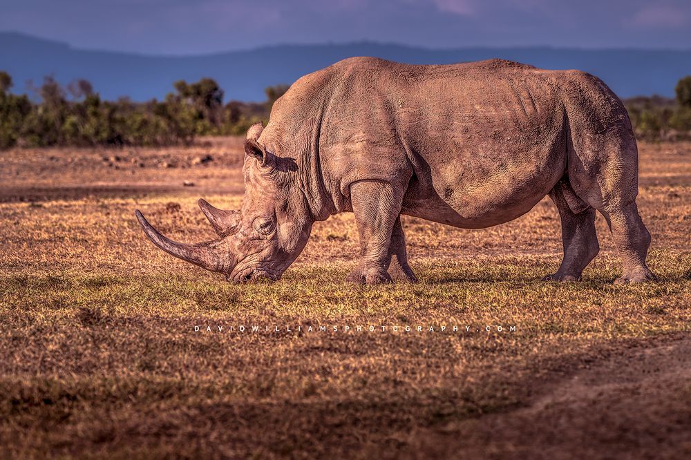 An adult Rhino feeding in golden grasses, Kenya Africa