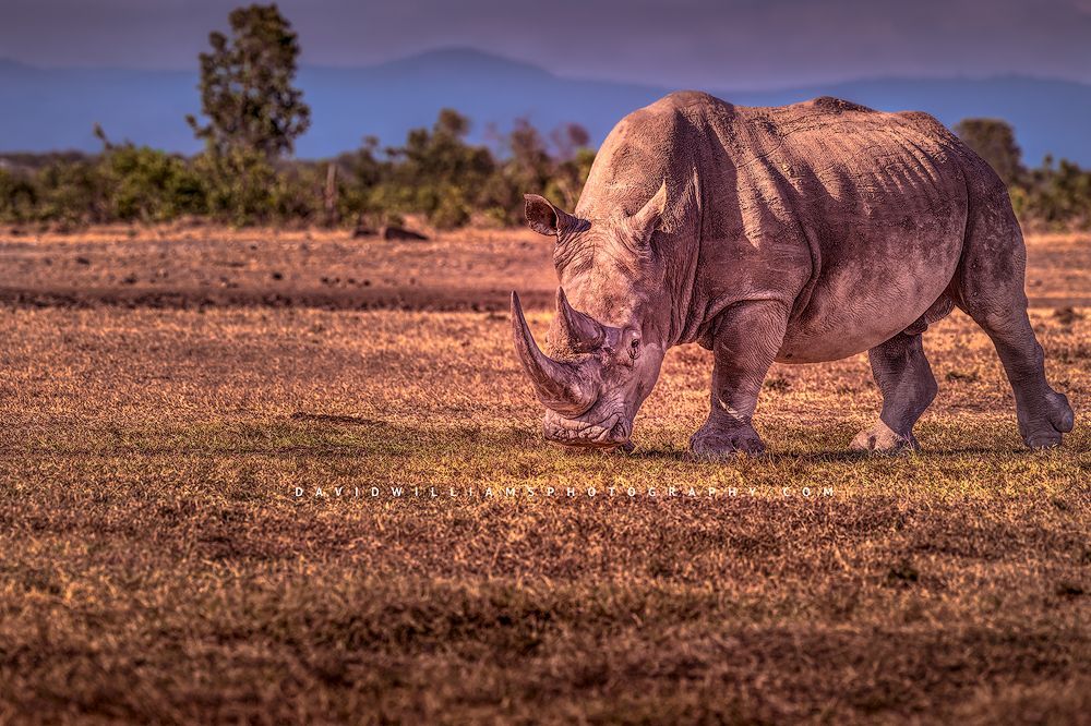 An adult Rhino feeding in golden grasses, Kenya, Africa