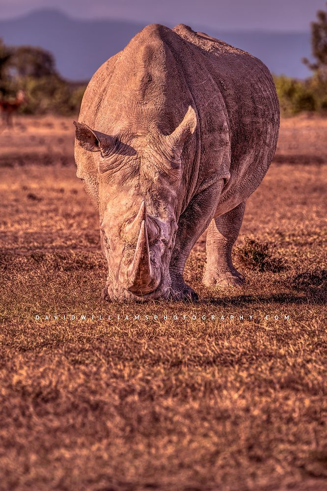 An adult Rhino in golden grasses, Kenya, Africa