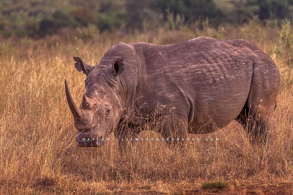 A Battle scarred White Rhinoceros or Square Lipped Rhino standing in the golden grass at sunset