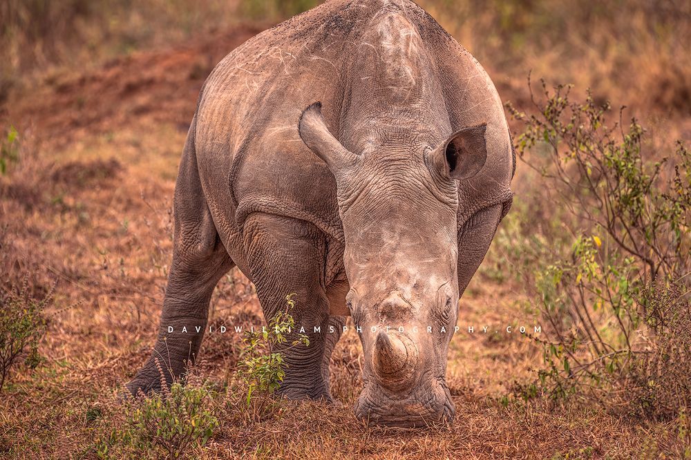 A White Rhino calf grazing in the morning sun, Kenya, Africa