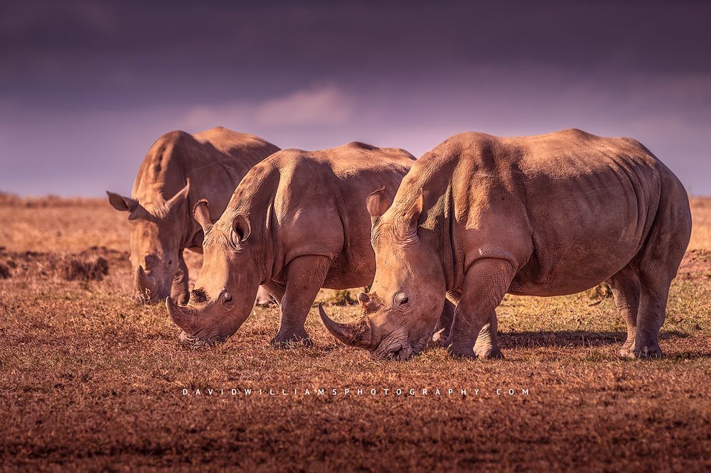 3 large White Rhinos feeding in the golden sunlight, Kenya, Africa