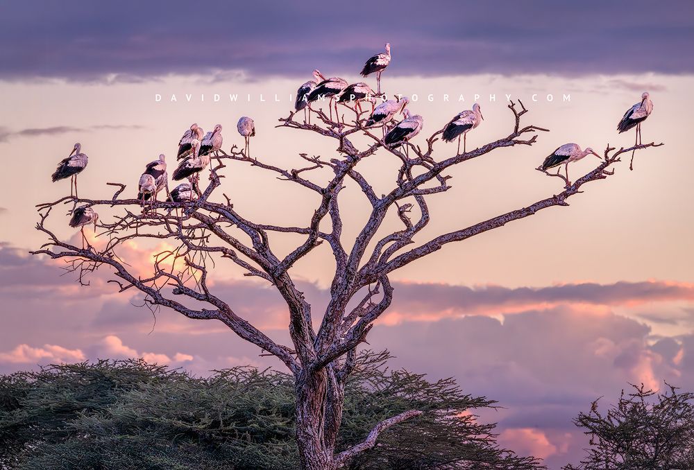 White Storks perched in a giant dead tree against a pastel sunset of pink, blue, and lavender in Ndutu, 19 birds visible on bare branches, horizontal composition.