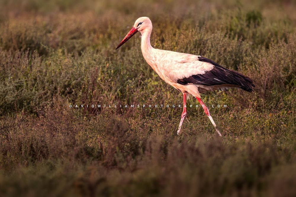 Close-up side view of a white stork walking across green grass in Ndutu at golden hour with feather detail visible.