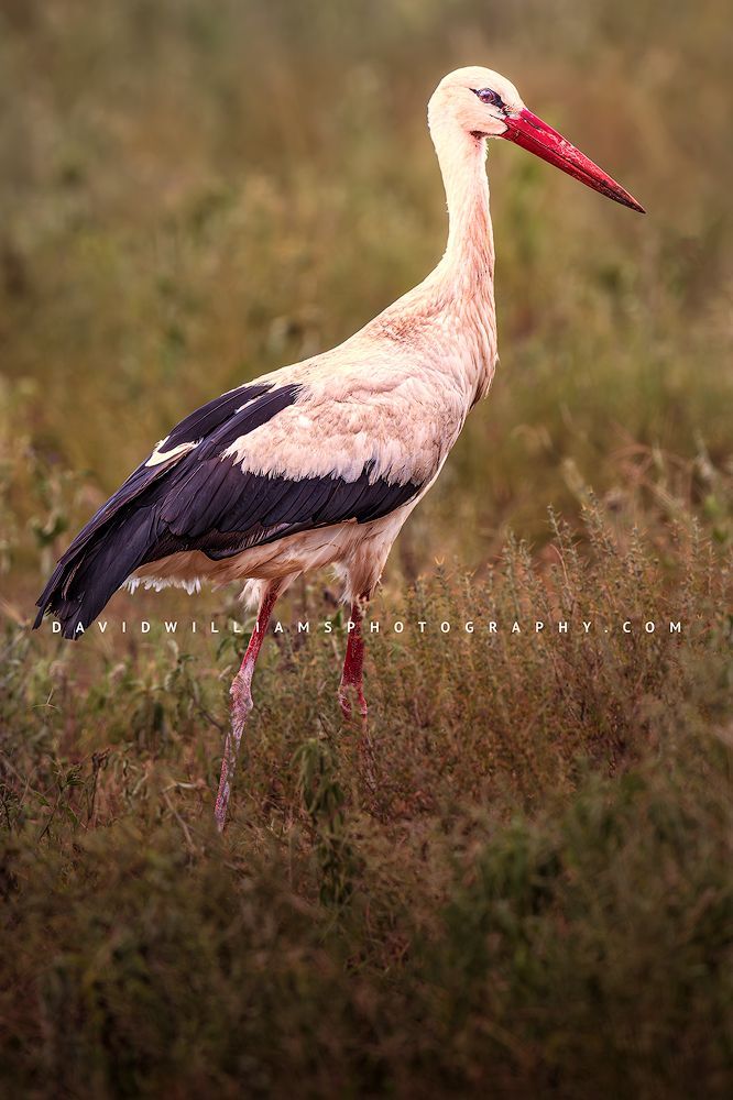 Close-up side view of a White Stork (also known as European Stork) standing in lush green vegetation of Ndutu in golden light, vertical wildlife photograph