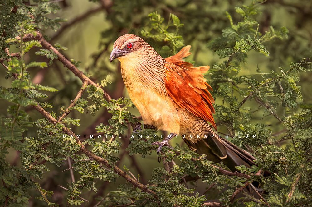 White-browed Coucal perched in colorful green tree, eye contact, Serengeti National Park, Tanzania, Africa