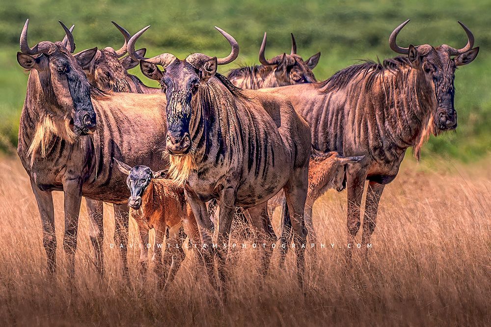 Wildebeest with calves huddled for safety, Kenya, Africa