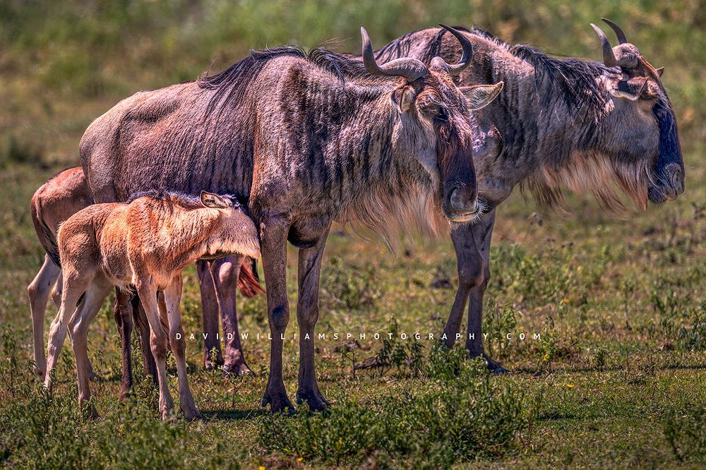 A Wildebeest calf breastfeeding, Tanzania, Africa