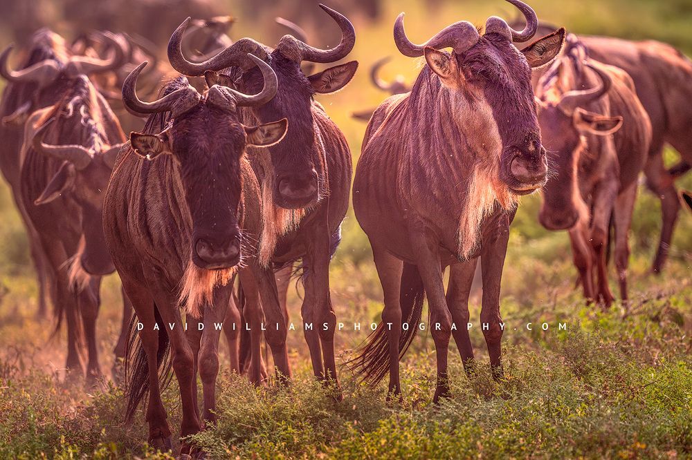 Wildebeest walking toward the camera in golden evening light during the Great Migration in Ndutu, with dust and insects in the air.