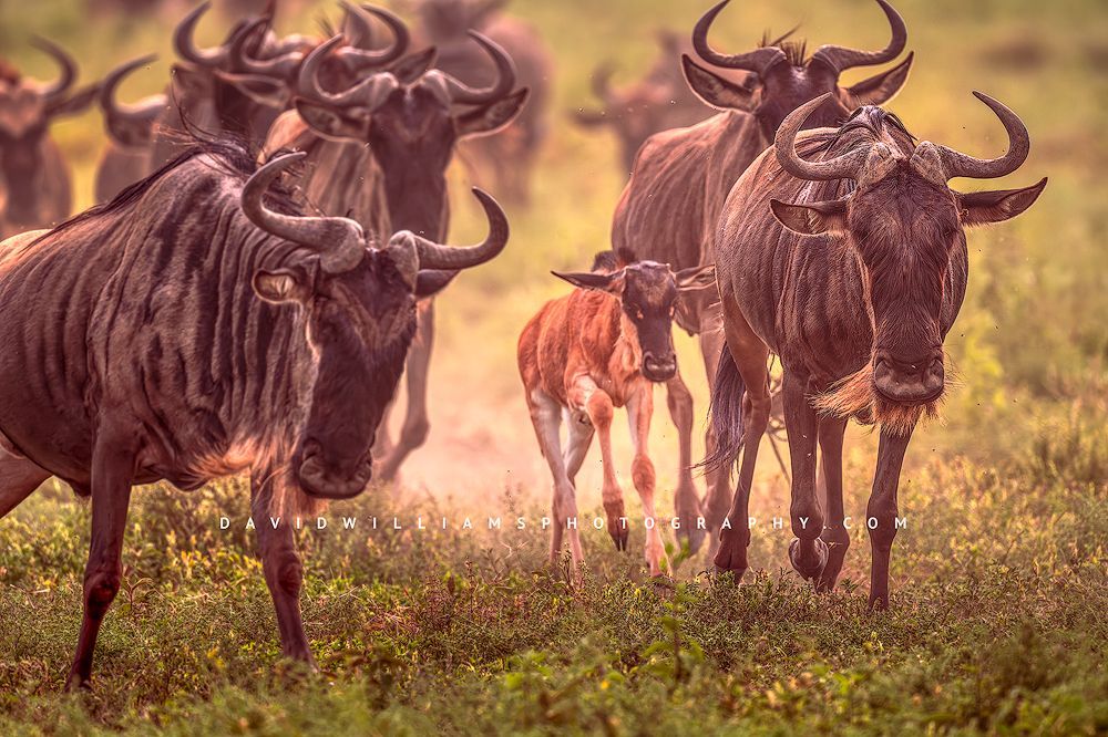 Wildebeest running with its calf in the green grasses of Ndutu during the Great Migration, with dust and golden evening light.