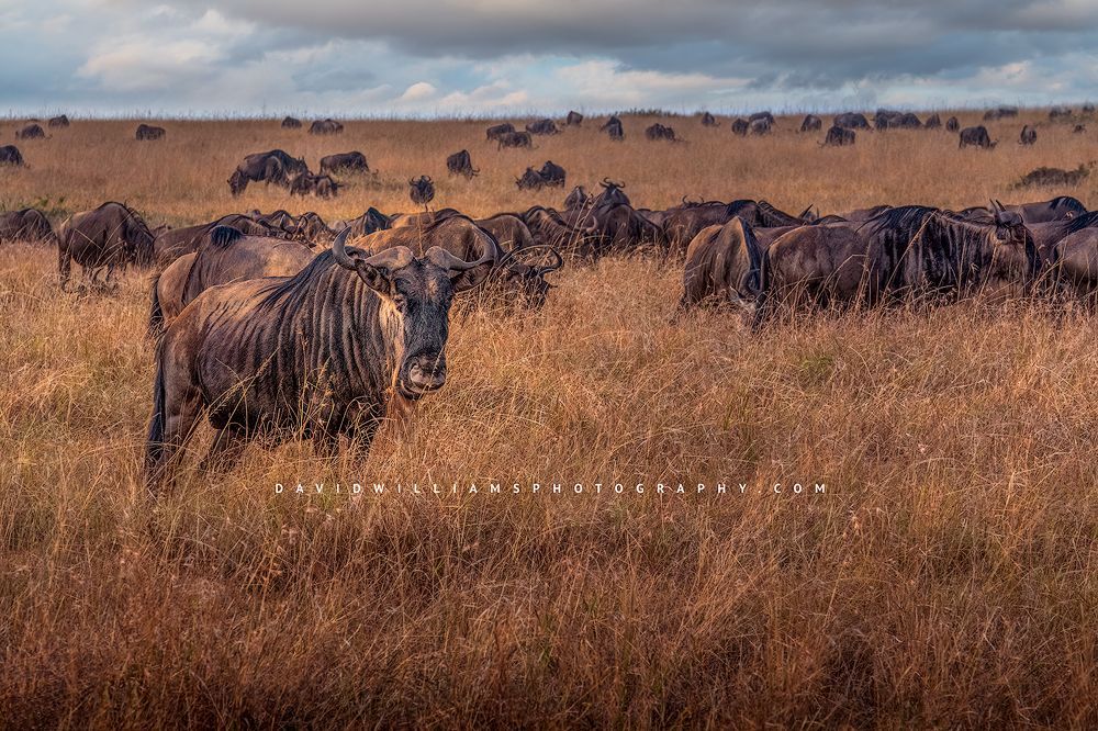A group Wildebeest in the great migration, Masai Mara, Kenya