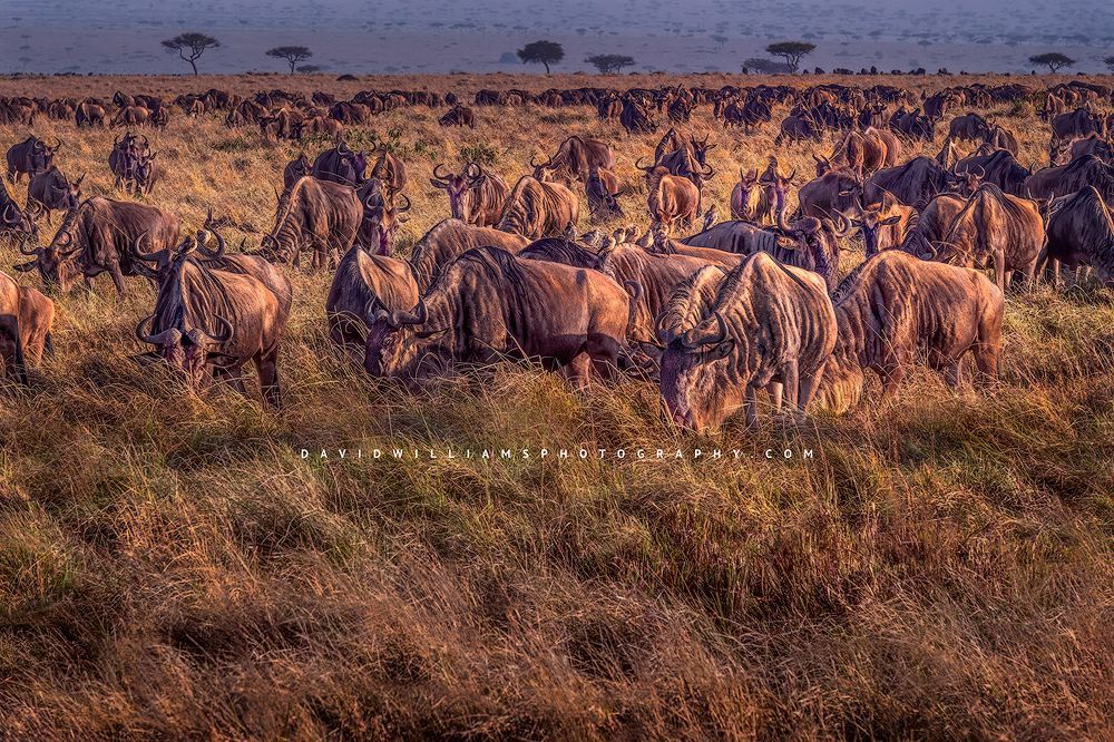 A herd of Wildebeest in the world's greatest migration, Masai Mara, Kenya