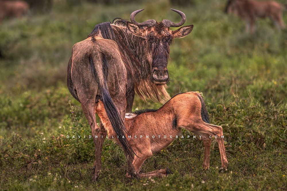 A Wildebeest calf breastfeeding, Tanzania, Africa