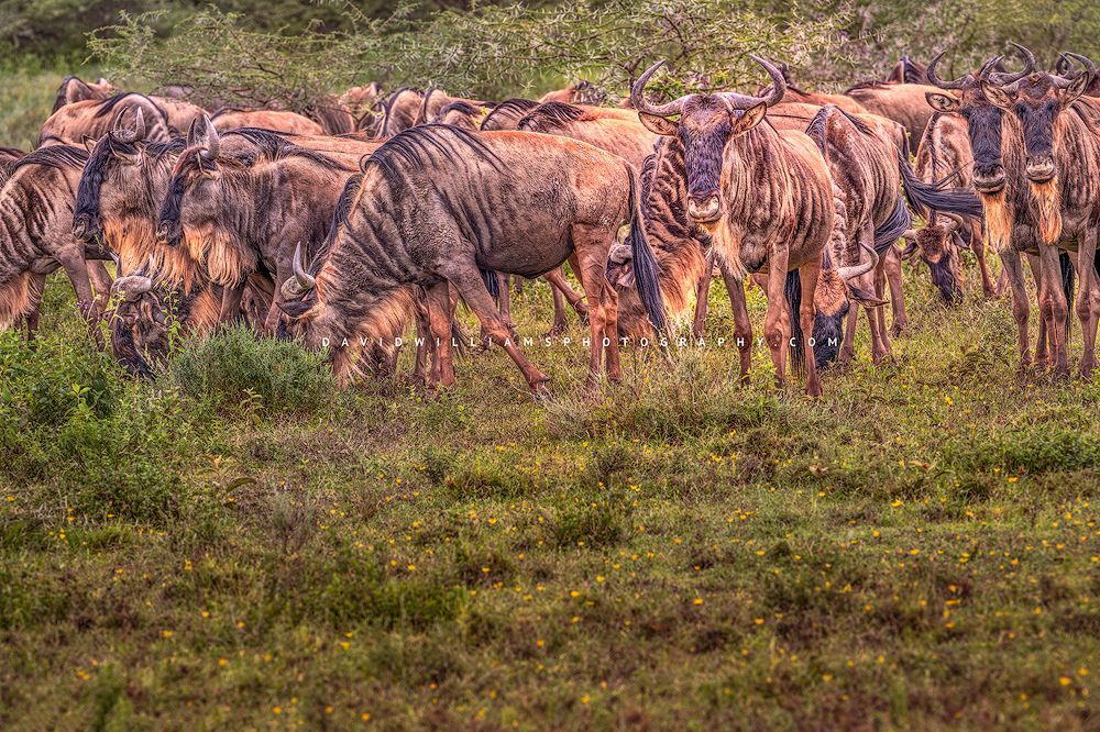 A group of wildebeest as they migrate, Serengeti, Tanzania