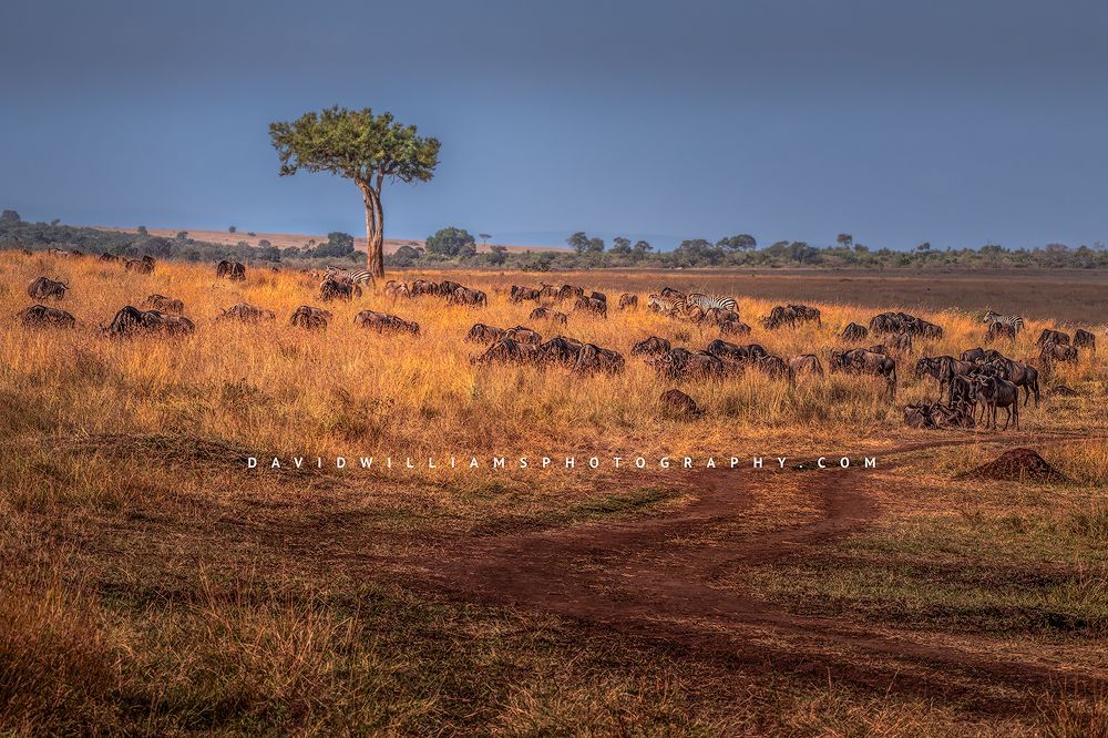 Wildebeest in the golden grasses of the Masai Mara, Kenya