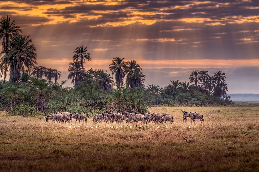 Sunset over wildebeest in the African savanna, Amboseli, Kenya
