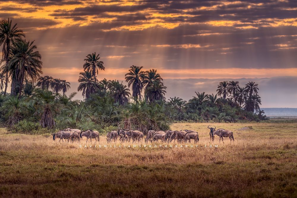 Sun rays upon a herd of Wildebeest against the green jungles of Kenya