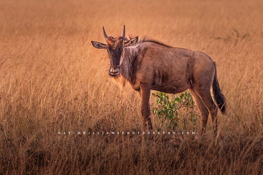 A young wildebeest in the sun drenched grasses, Kenya, Africa