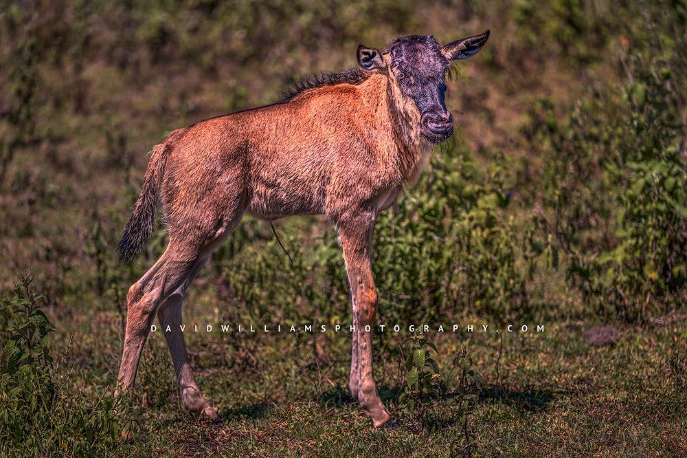 A Wildebeest calf is lost and alone, Tanzania, Africa