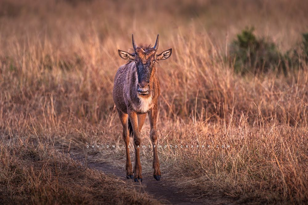 A young wildebeest in sun drenched grasses, Kenya, Africa