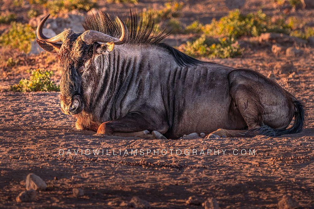 Wildebeest resting quietly in golden sunset light, Etosha National Park, Namibia