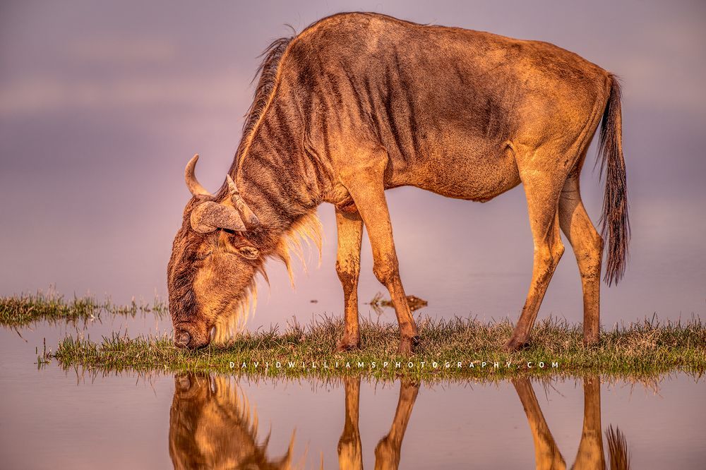 A Wildebeest on a grass patch in the water at sunrise, Kenya, Africa