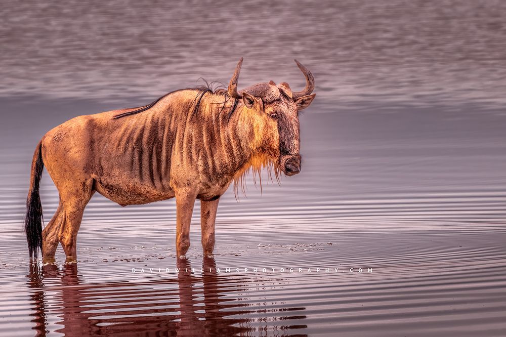 A lone Wildebeest wading in shallow water, Kenya, Africa