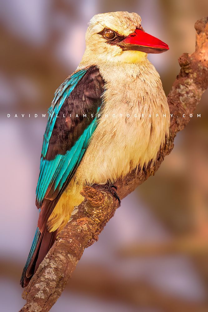 Vertical close-up of Woodland Kingfisher perched in tree with eye contact against bokeh background, Africa