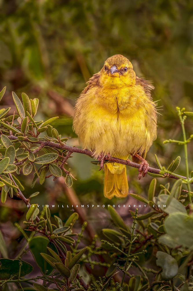 A colorful Yellow Bellied Fly Catcher caught puffing it’s feathers, Kenya, Africa