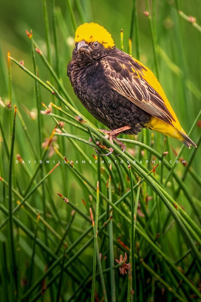 A vertical image of a Yellow Crowned Bishop, Kenya, Africa