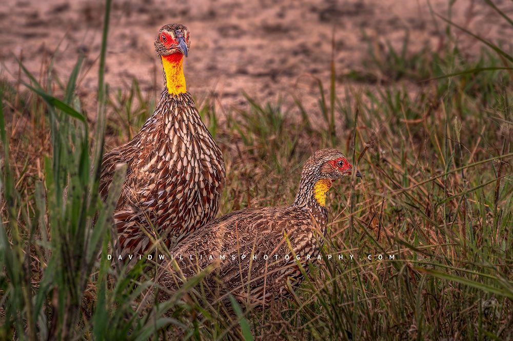 2 Yellow Necked Spurfowls foraging, Tanzania, Africa