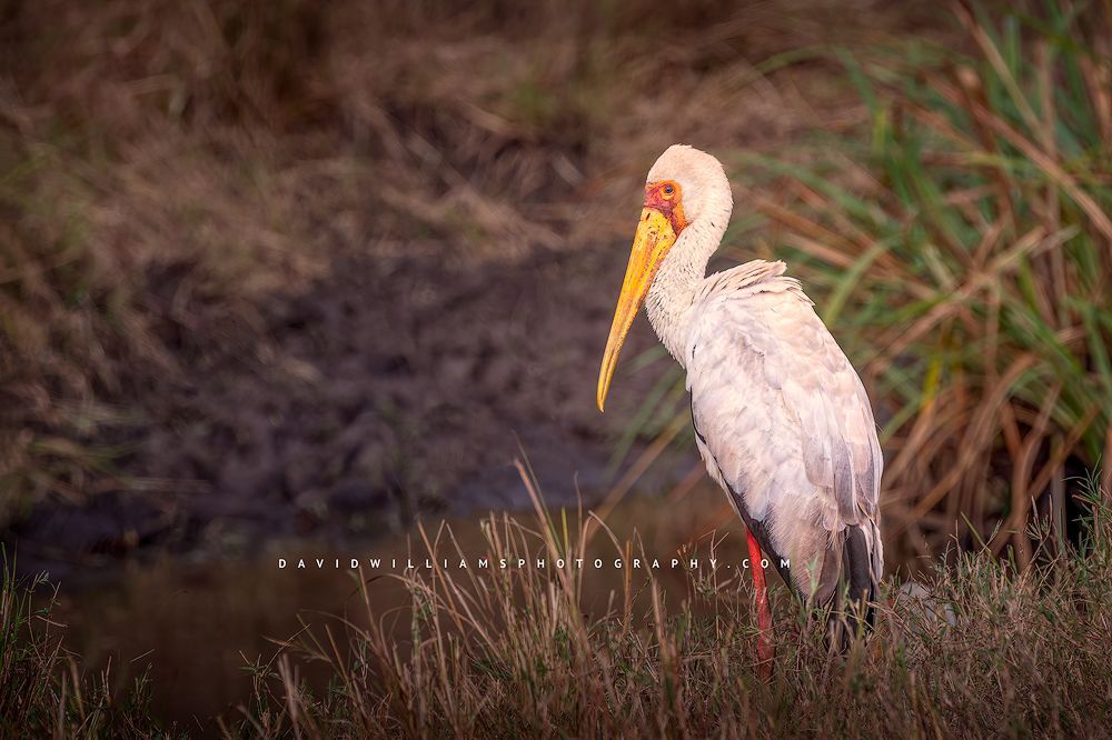 A Yellow-Billed Stork, in the grassy wetlands of the Masai Mara, Kenya