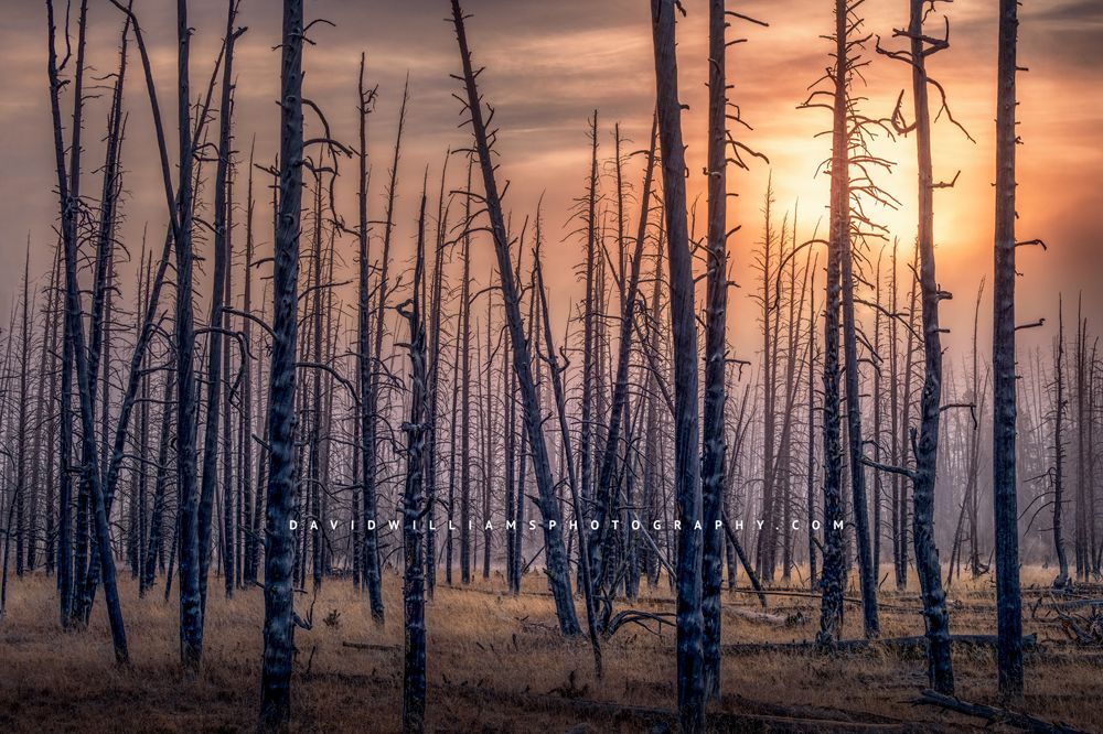 An eerie foggy sunrise in Yellowstone National Park, WY