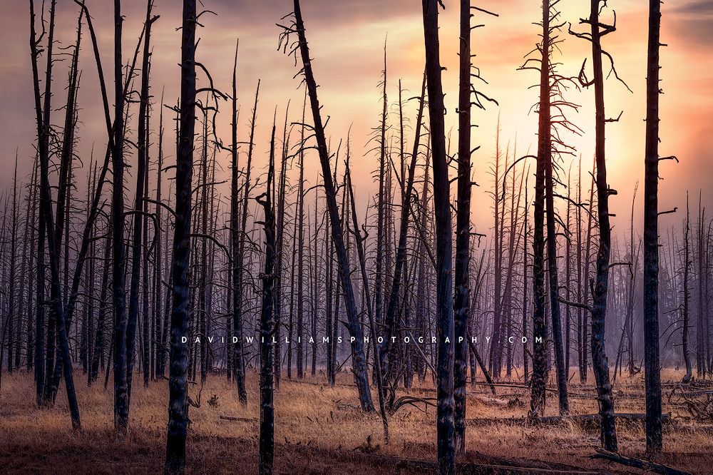 Foggy sunrise over a burned forest in Yellowstone National Park, Wyoming A foggy sunrise over a burned forest in Yellowstone National Park, WY
